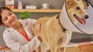 Conheça 123 empresas do ramo Atividades veterinárias no Piauí