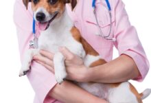 Quiz Fisiologia Veterinária: Motilidade Intestinal
