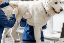 Quiz Fisiologia Veterinária: Filtração Glomerular