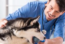 Fisiologia Veterinária: Controle Renal do Nível Sérico de Ureia