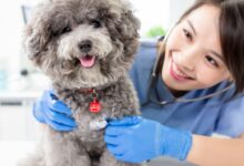 Fisiologia Veterinária: Controle Renal do Nível Sérico de Sódio