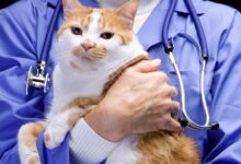 Fisiologia Veterinária: Controle Renal da Osmolaridade e do Líquido Extracelular