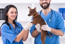 Fisiologia Veterinária: Formação da Urina Concentrada e Mecanismo de Contracorrente