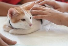 3 Pet Shops em Chorrochó BA, Venha Conhecer! 13 b477b30e5c4b4864879504305701a019